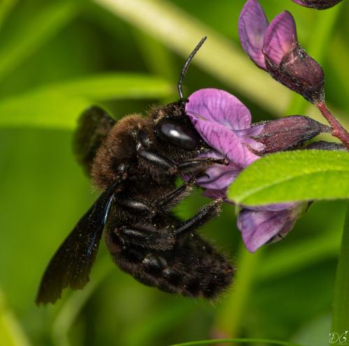 Xylocopa valga